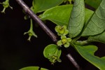 Margaritaria discoidea var. nitida