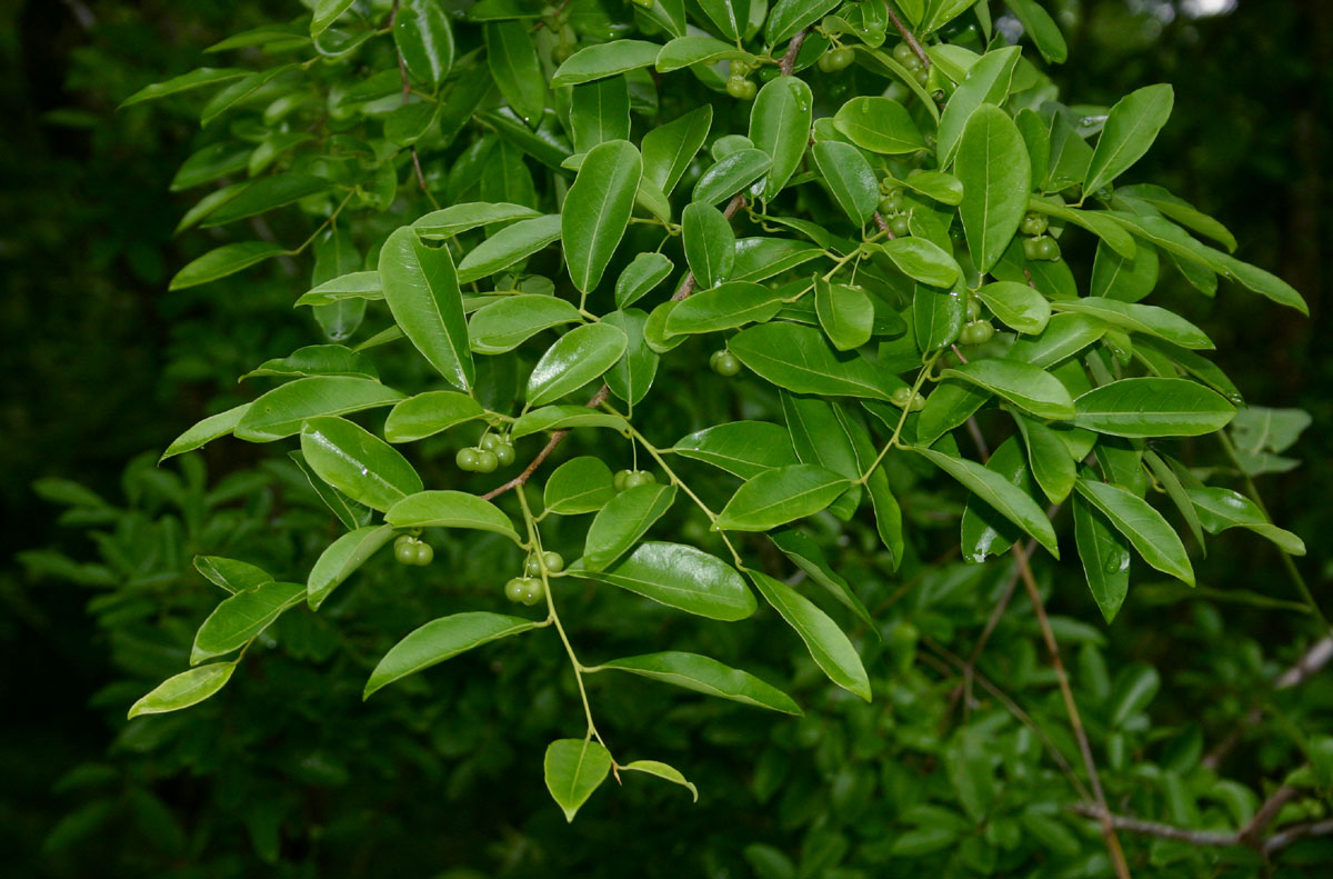 Margaritaria discoidea var. nitida