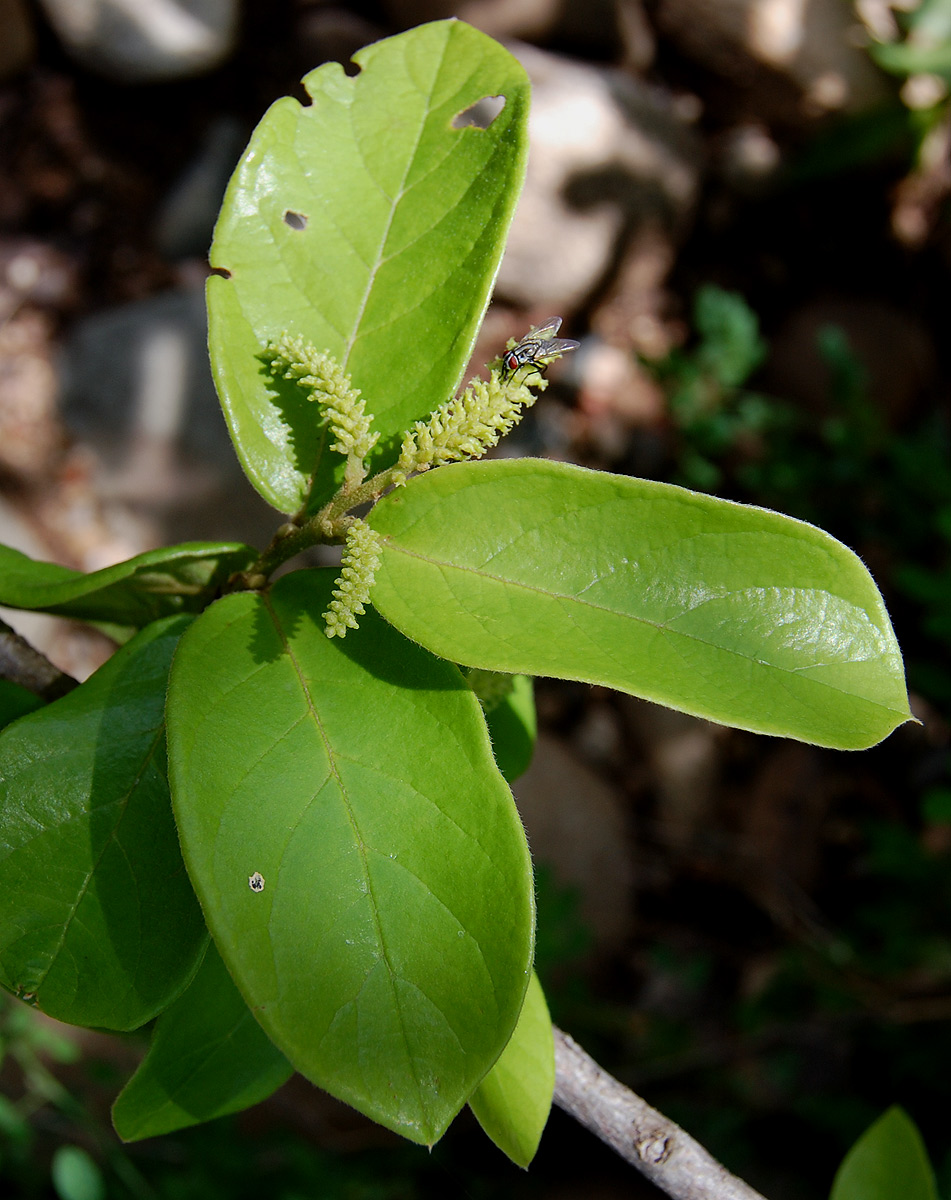Antidesma venosum Antidesma venosum