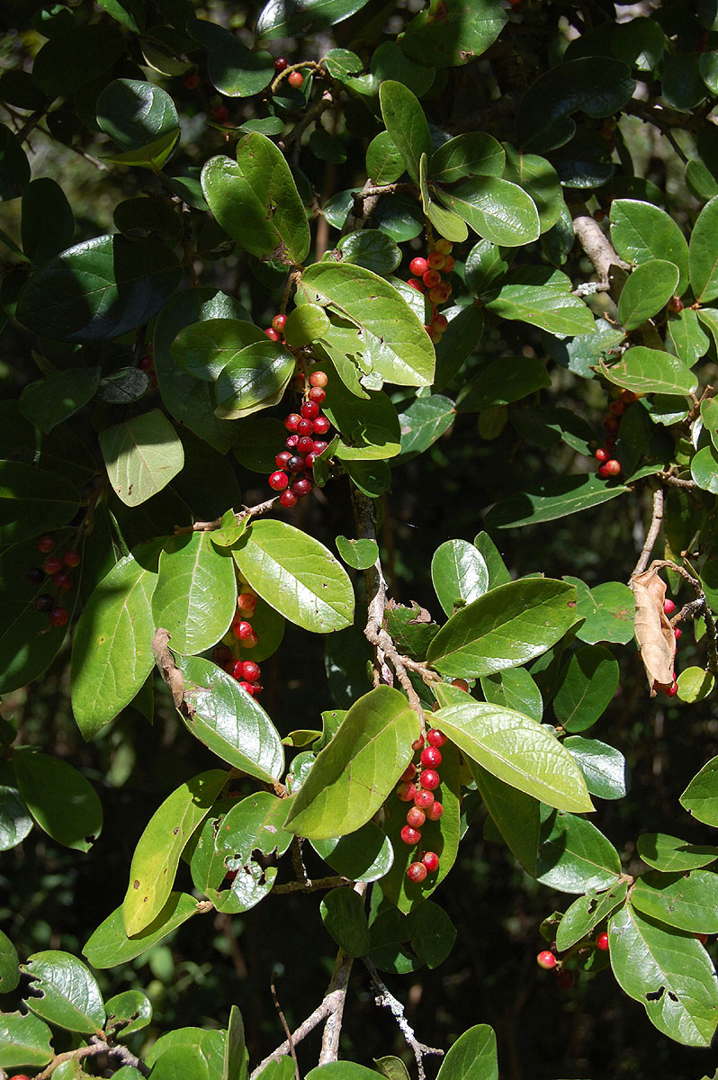 Antidesma venosum Antidesma venosum