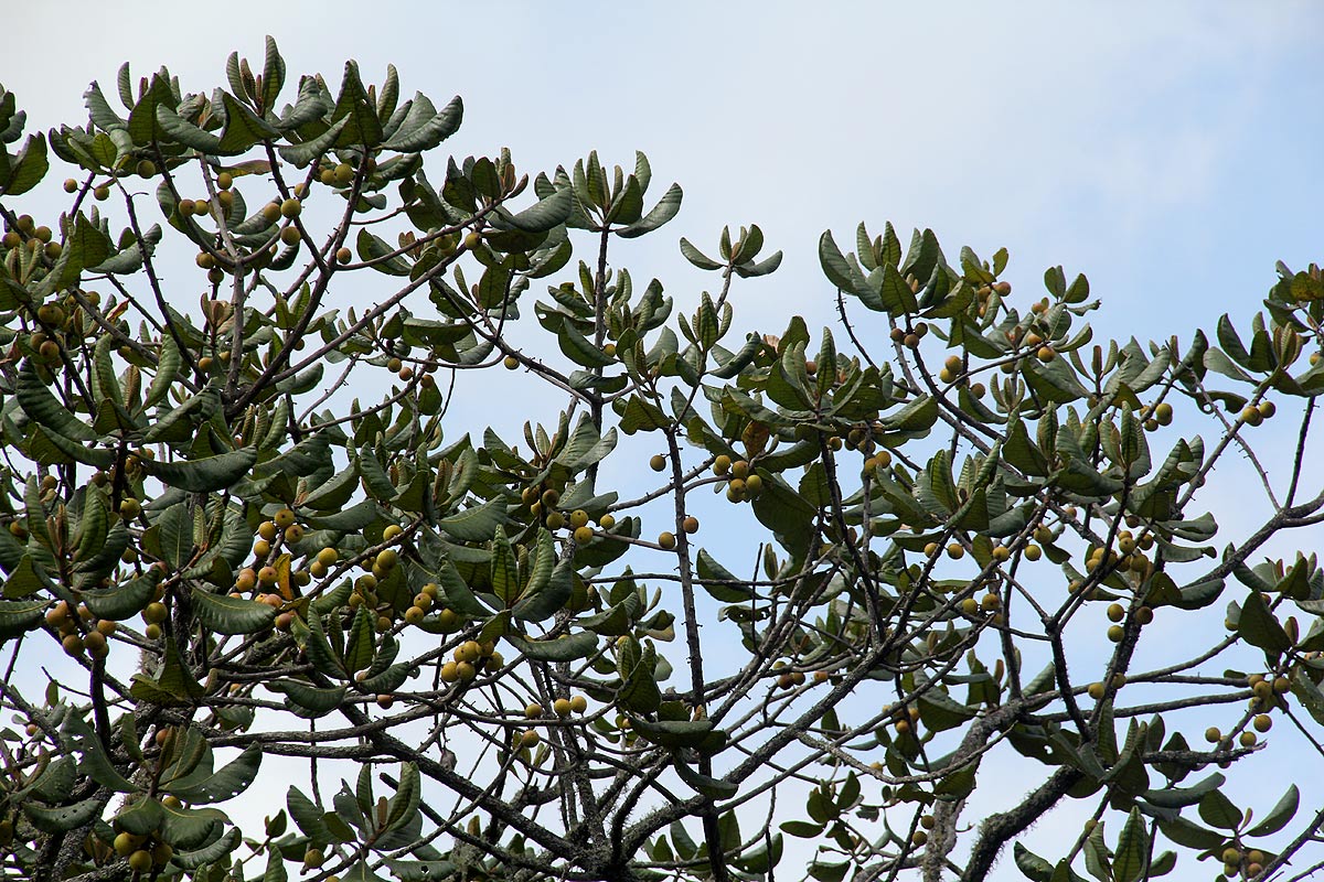 Uapaca kirkiana var. kirkiana