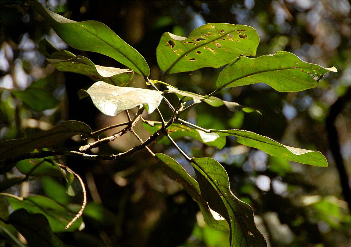 Uapaca lissopyrena Uapaca lissopyrena