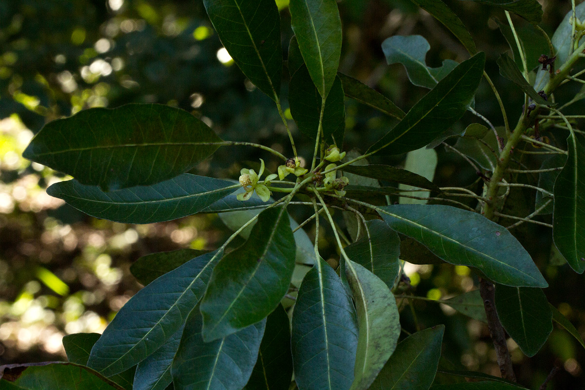Uapaca nitida var. nitida