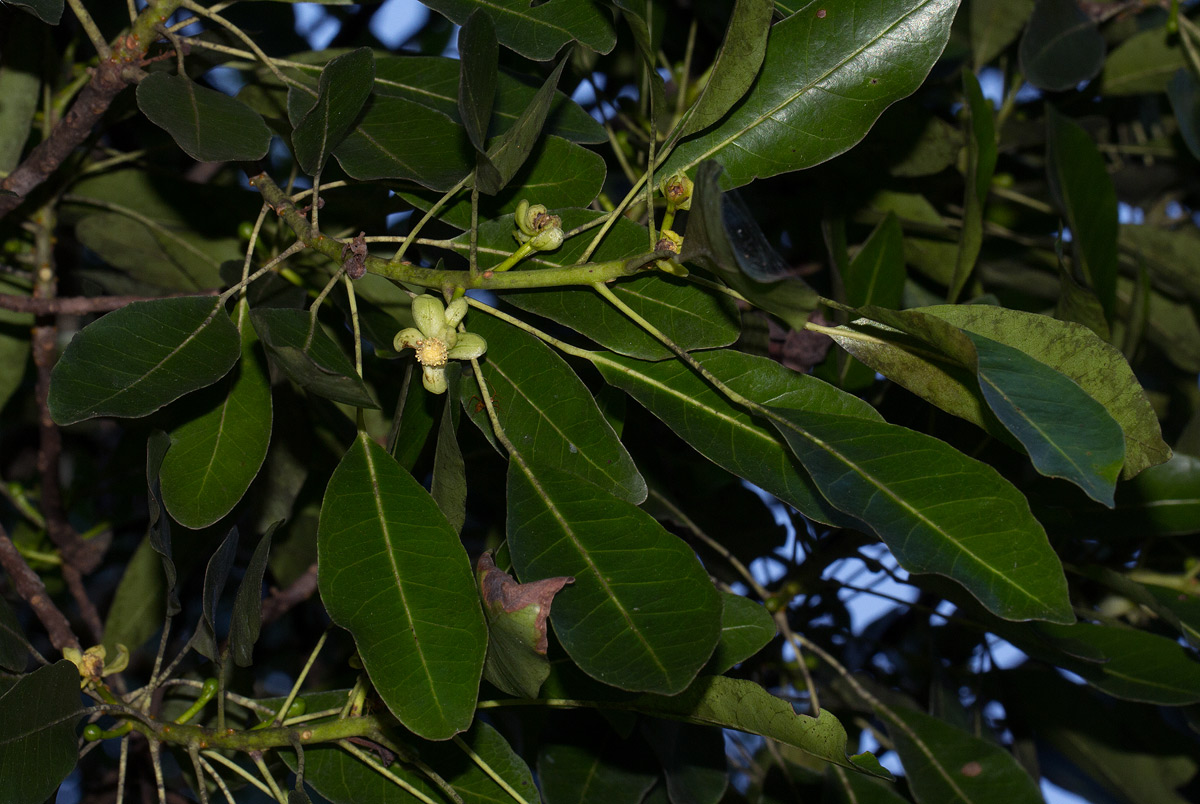 Uapaca nitida var. nitida