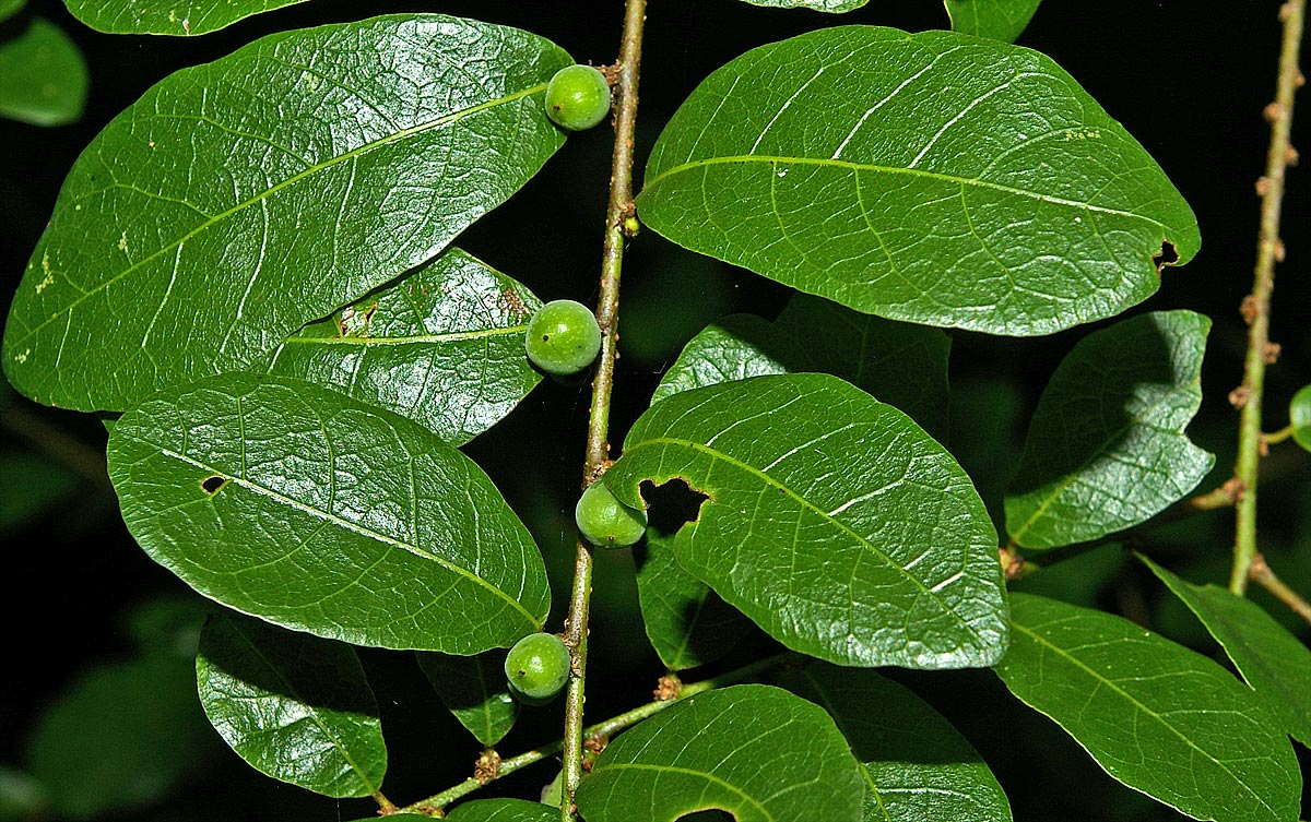 Bridelia cathartica subsp. melanthesoides var. melanthesoides