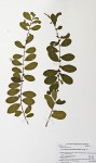 Bridelia cathartica subsp. melanthesoides var. melanthesoides