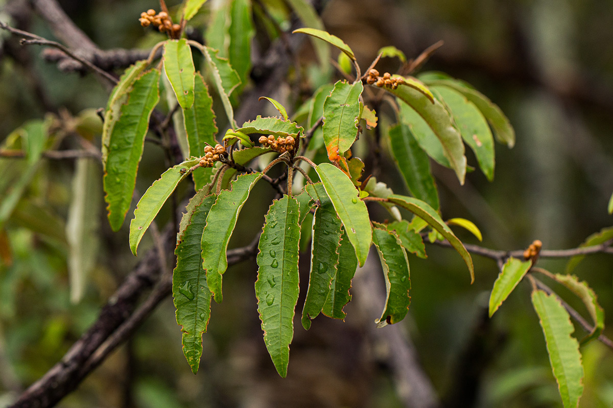 Croton gratissimus var. gratissimus