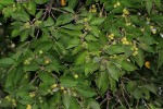 Croton leuconeurus subsp. leuconeurus