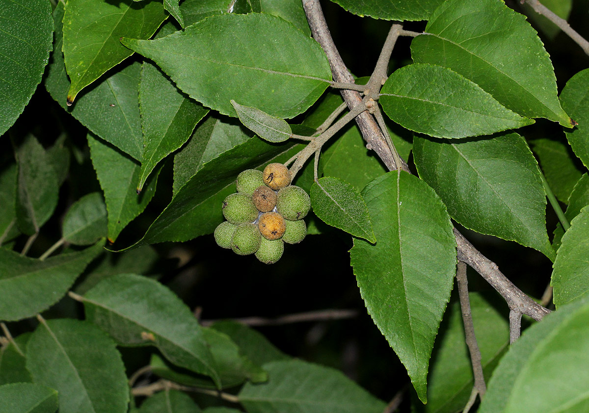Croton leuconeurus subsp. leuconeurus