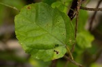 Croton madandensis