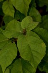 Croton madandensis