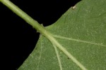 Croton megalobotrys