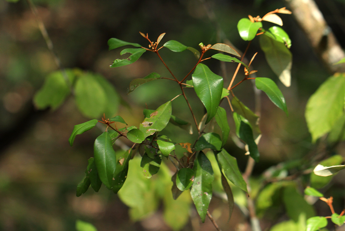 Croton pseudopulchellus