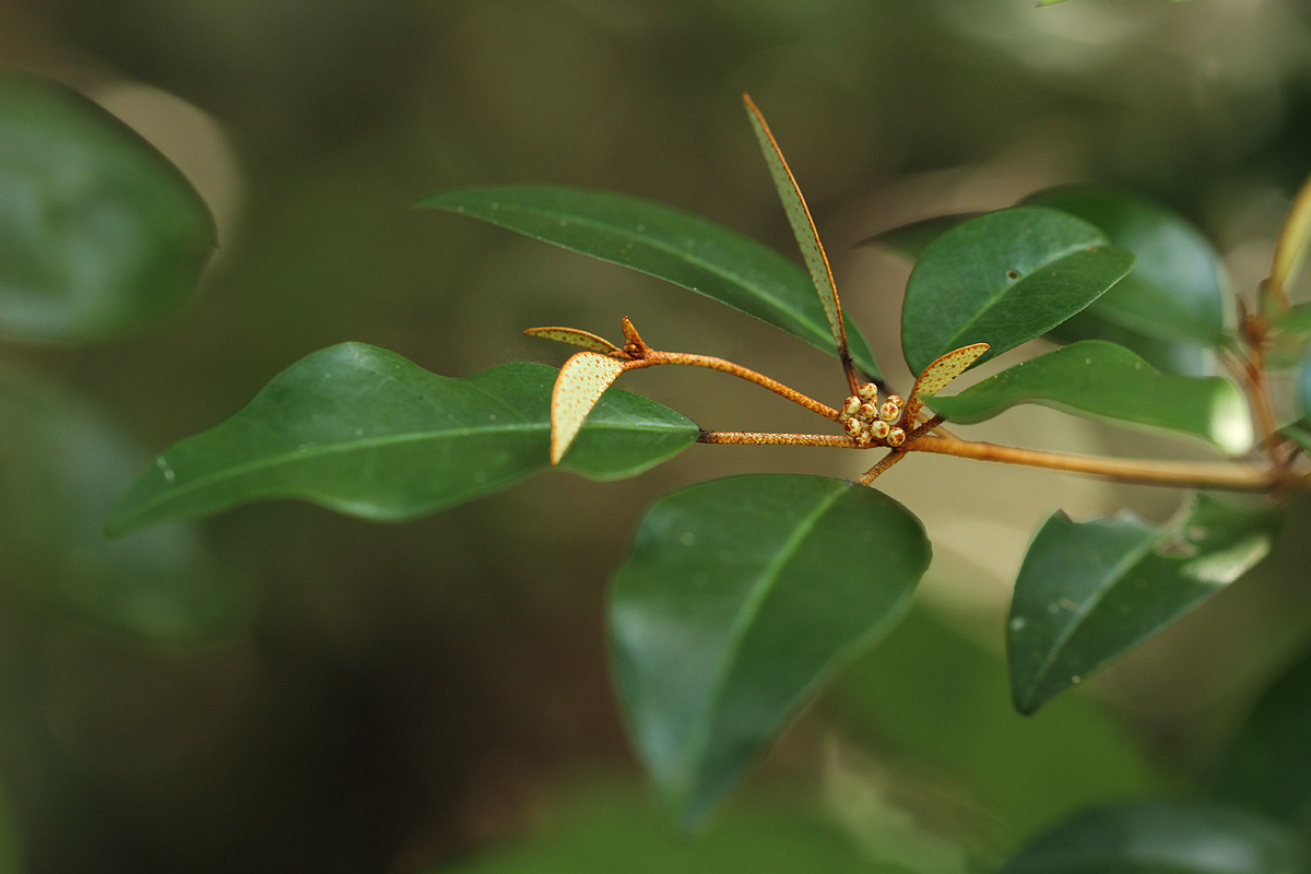 Croton pseudopulchellus