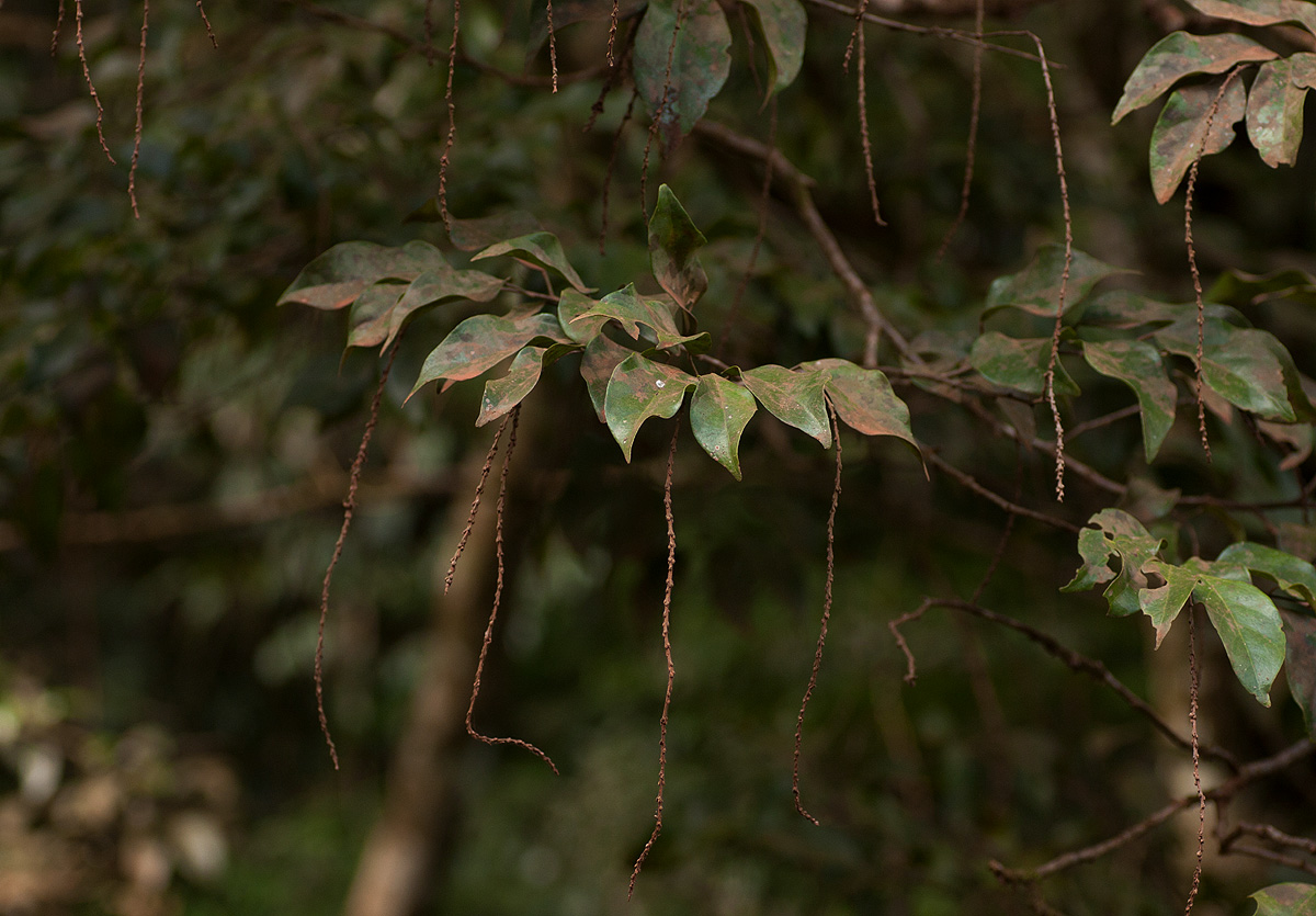 Tannodia swynnertonii