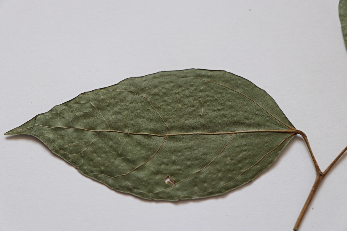 Tannodia swynnertonii