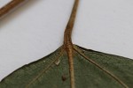 Tannodia swynnertonii