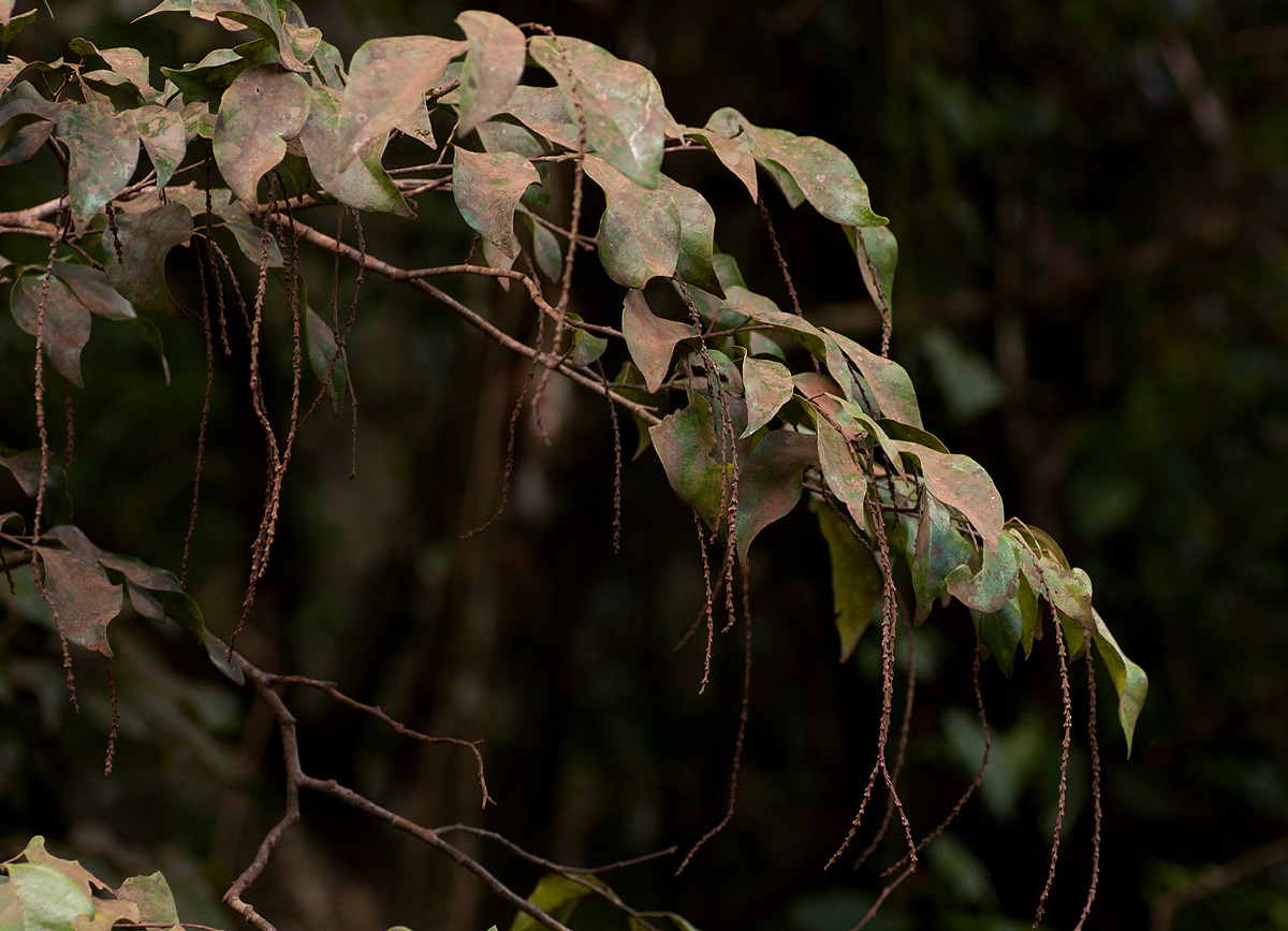 Tannodia swynnertonii Tannodia swynnertonii