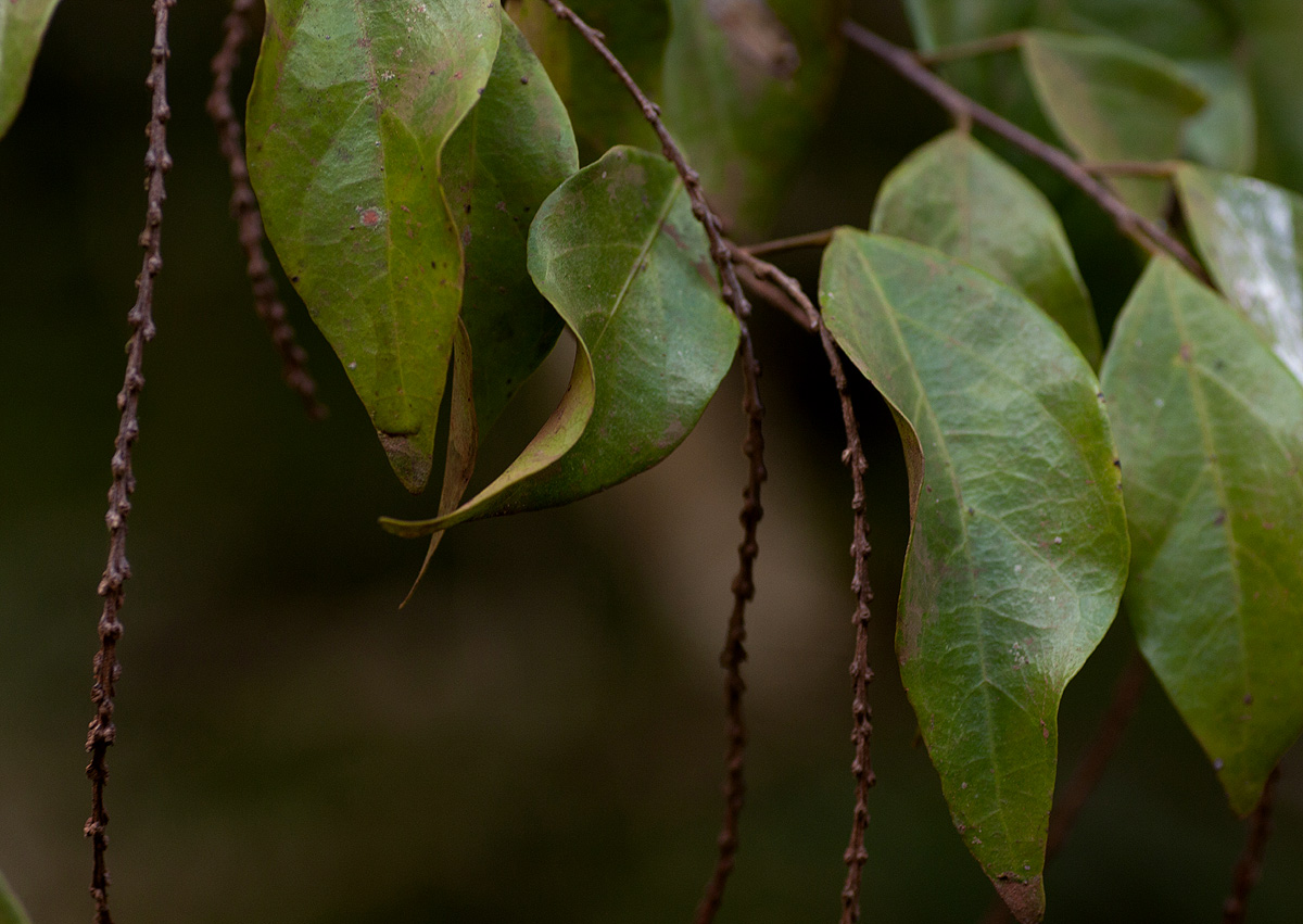 Tannodia swynnertonii