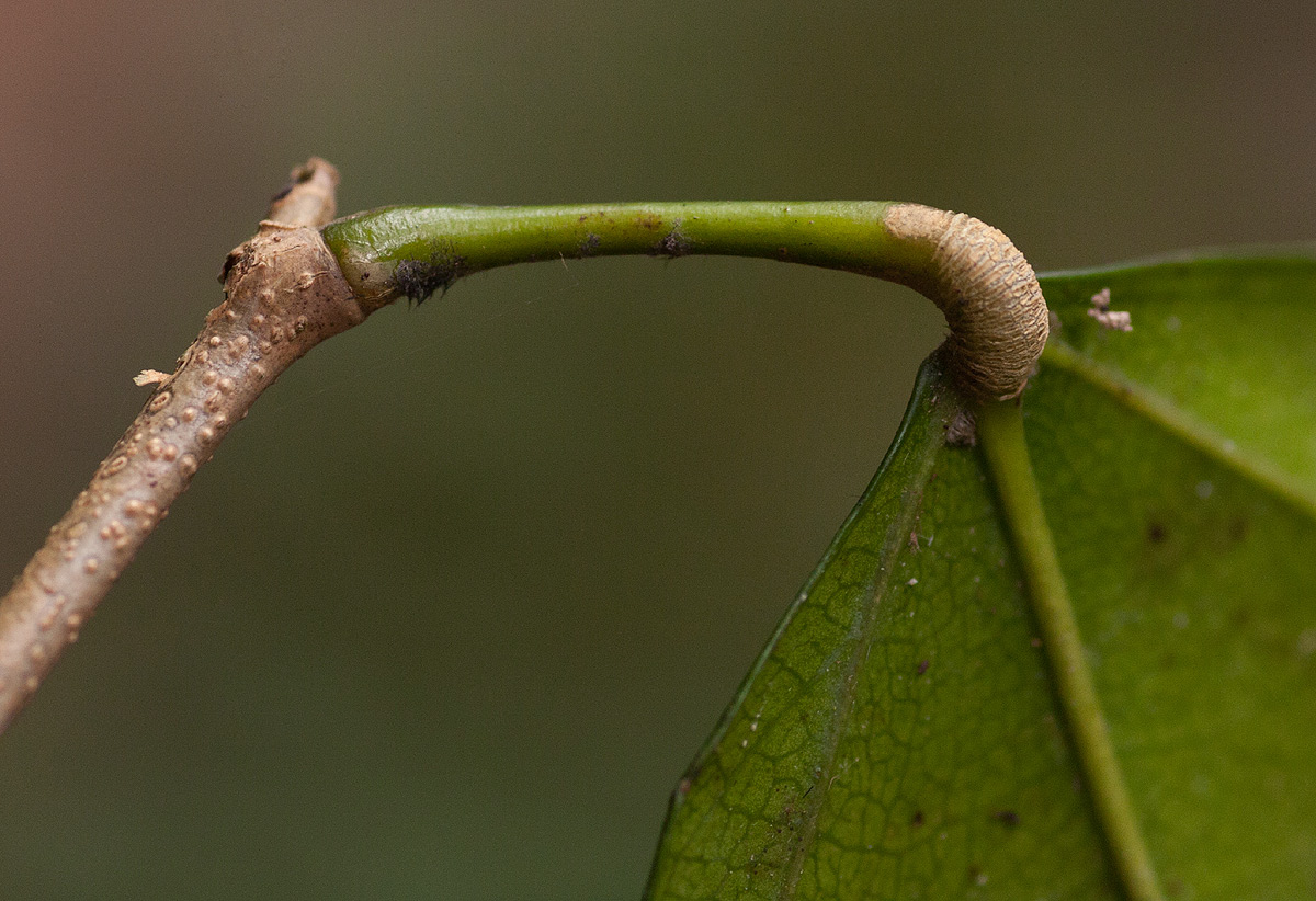Tannodia swynnertonii