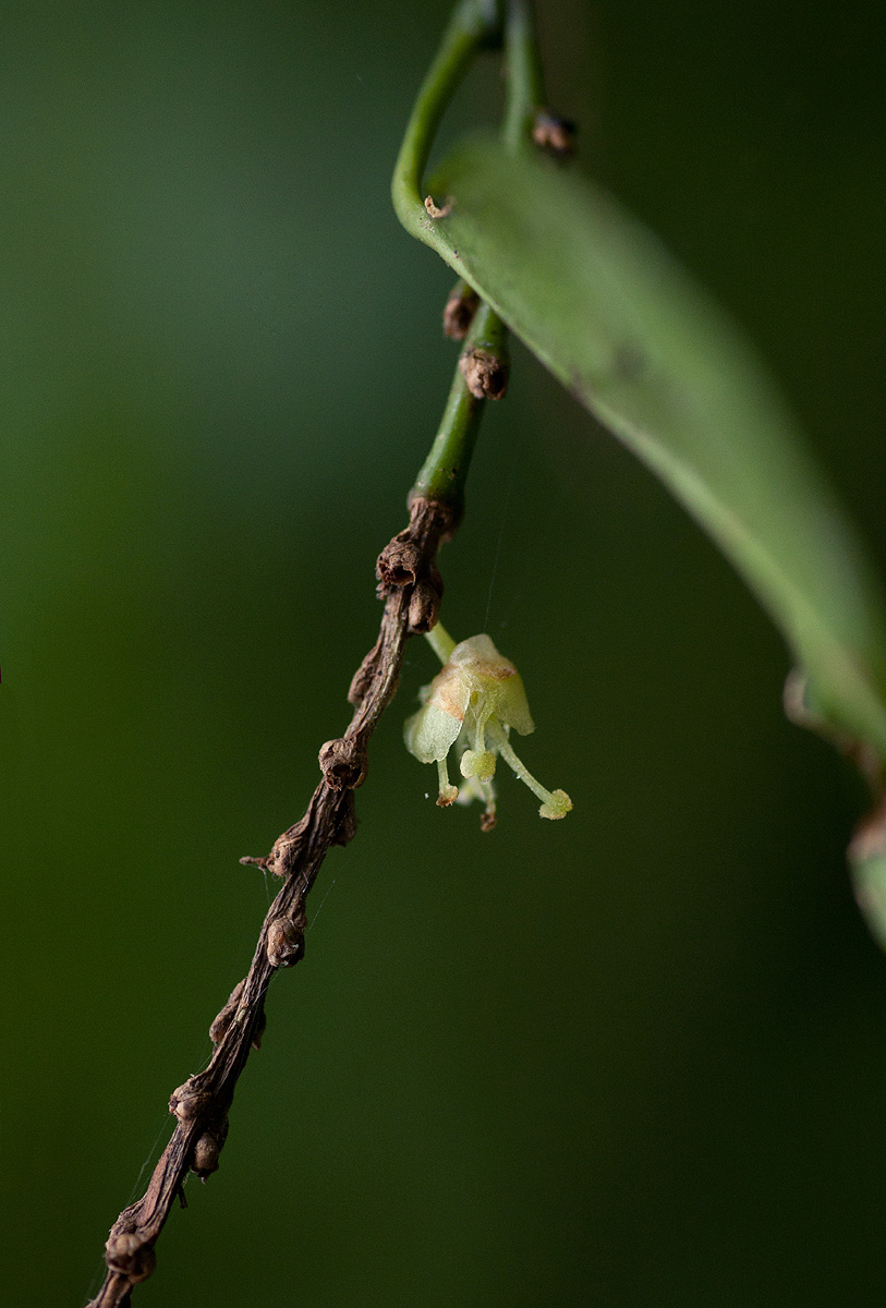 Tannodia swynnertonii Tannodia swynnertonii