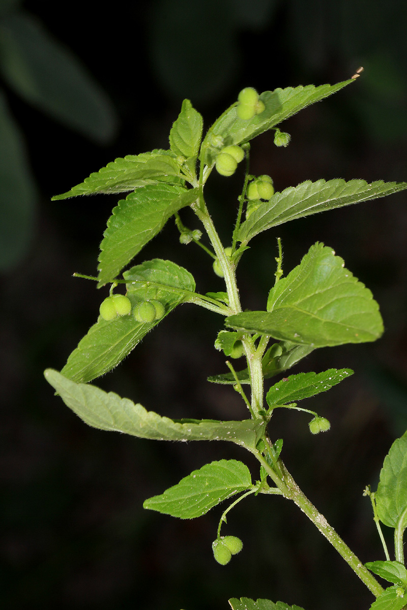 Micrococca mercurialis Micrococca mercurialis