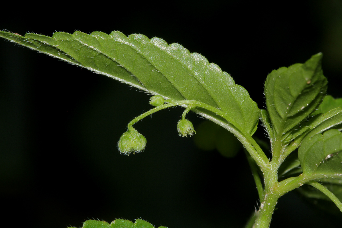 Micrococca mercurialis