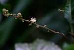 Argomuellera macrophylla