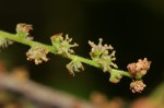 Alchornea laxiflora
