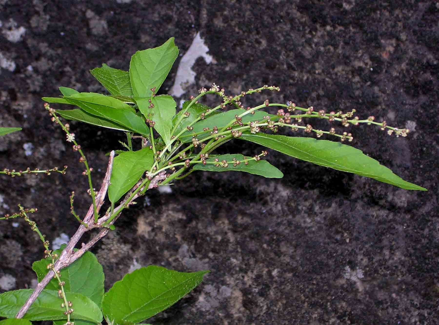 Alchornea laxiflora