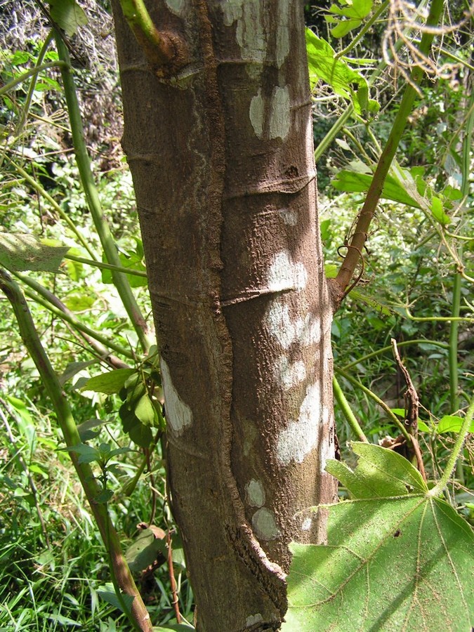 Neoboutonia macrocalyx