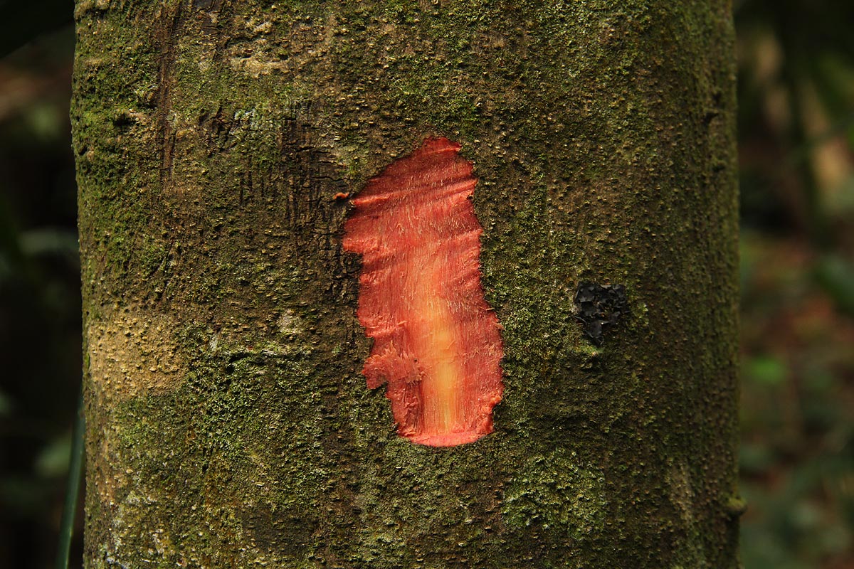 Macaranga capensis