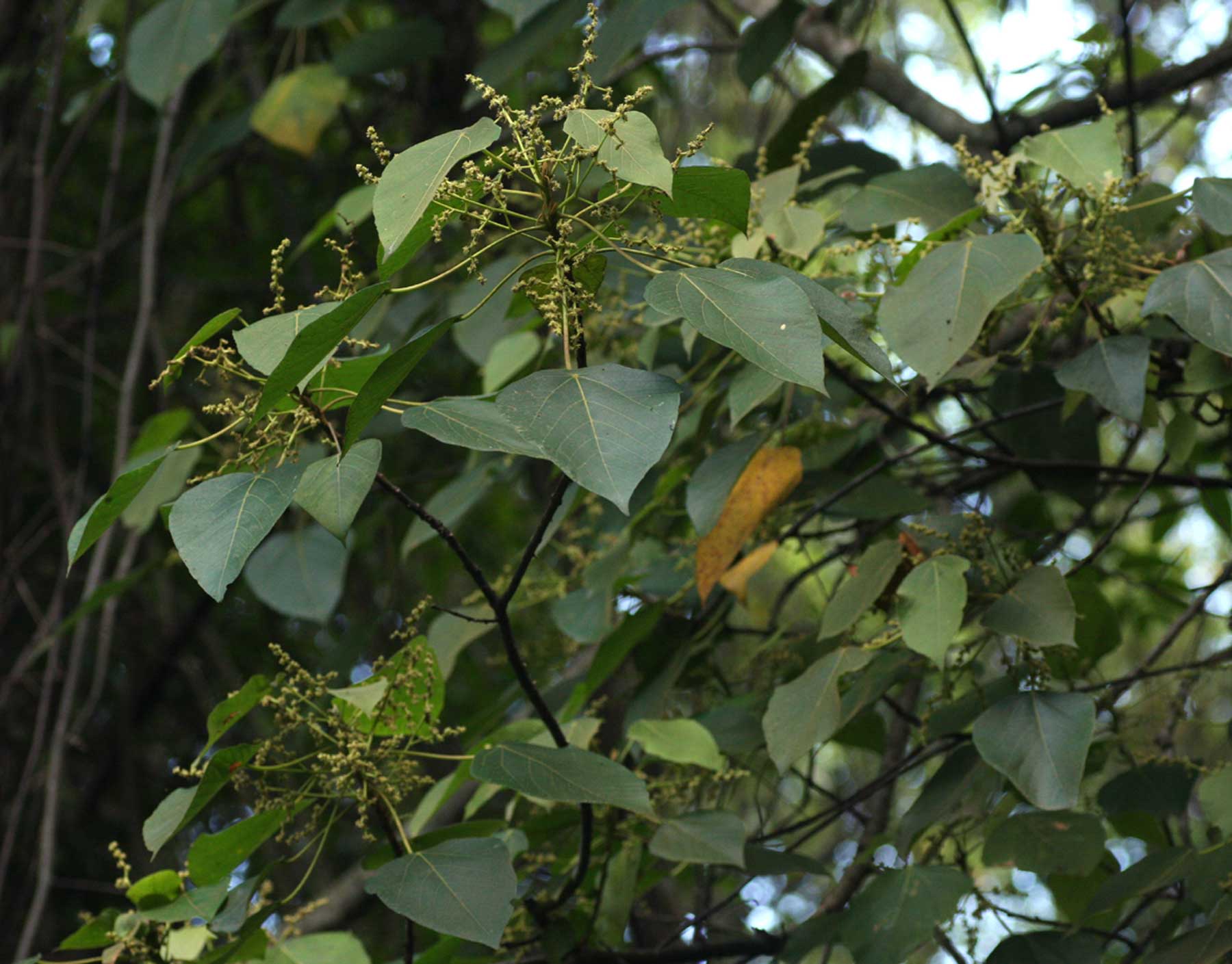 Macaranga capensis