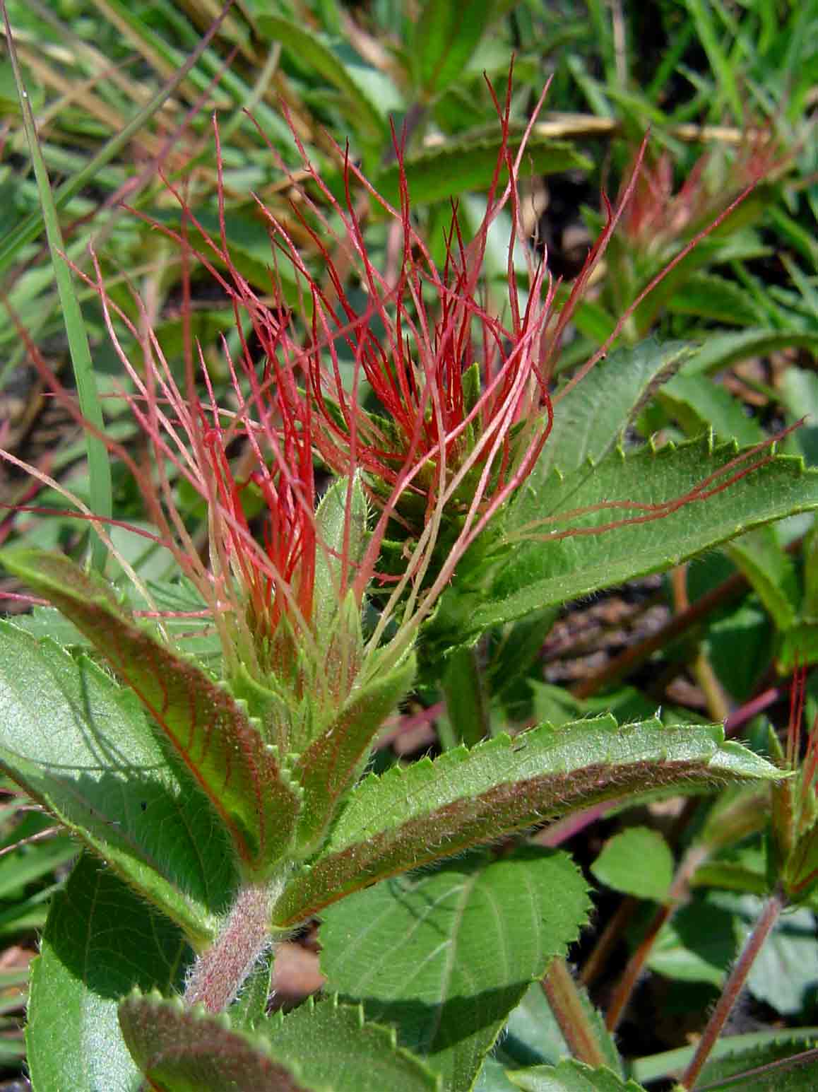 Acalypha caperonioides
