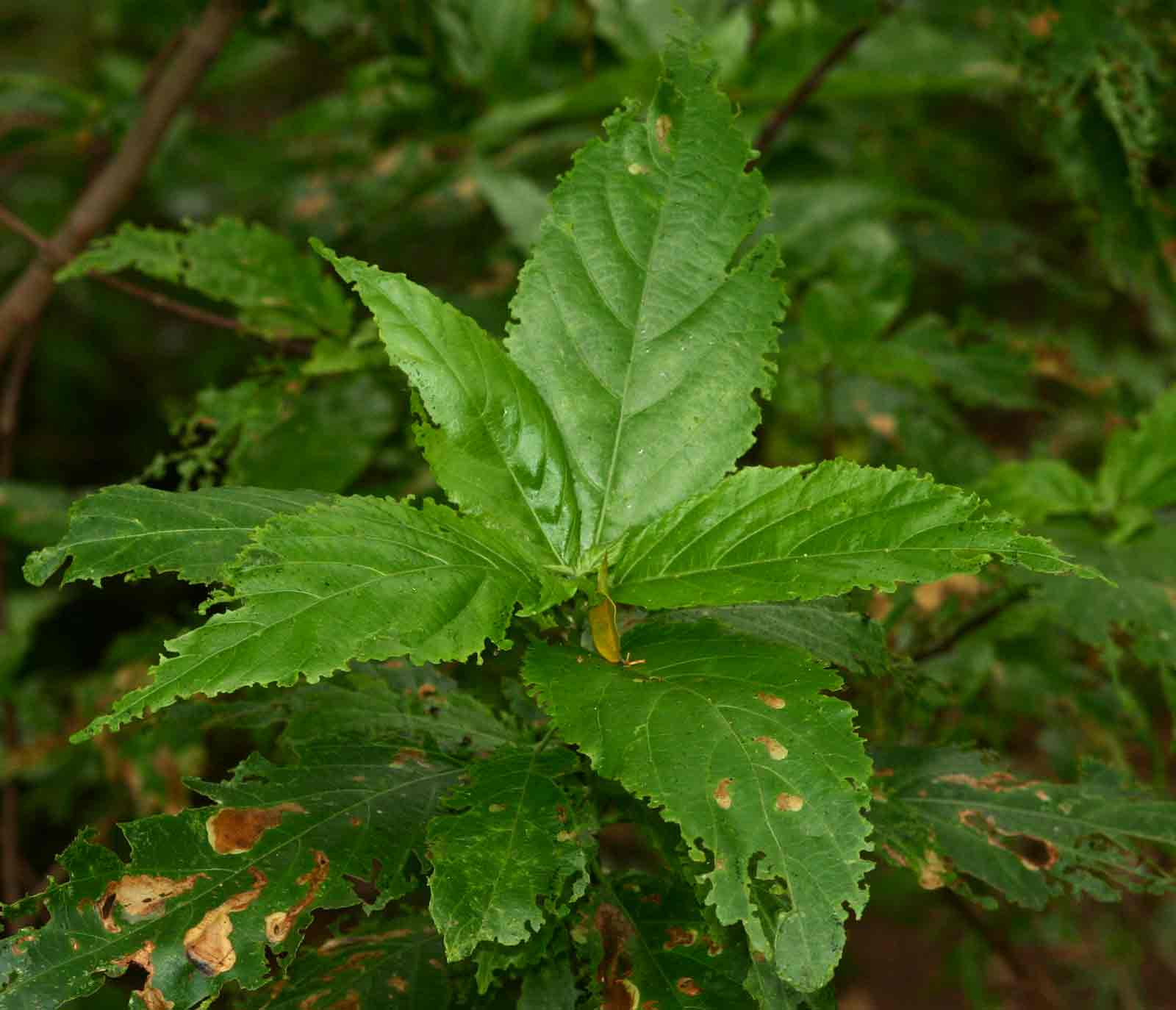 Acalypha pubiflora