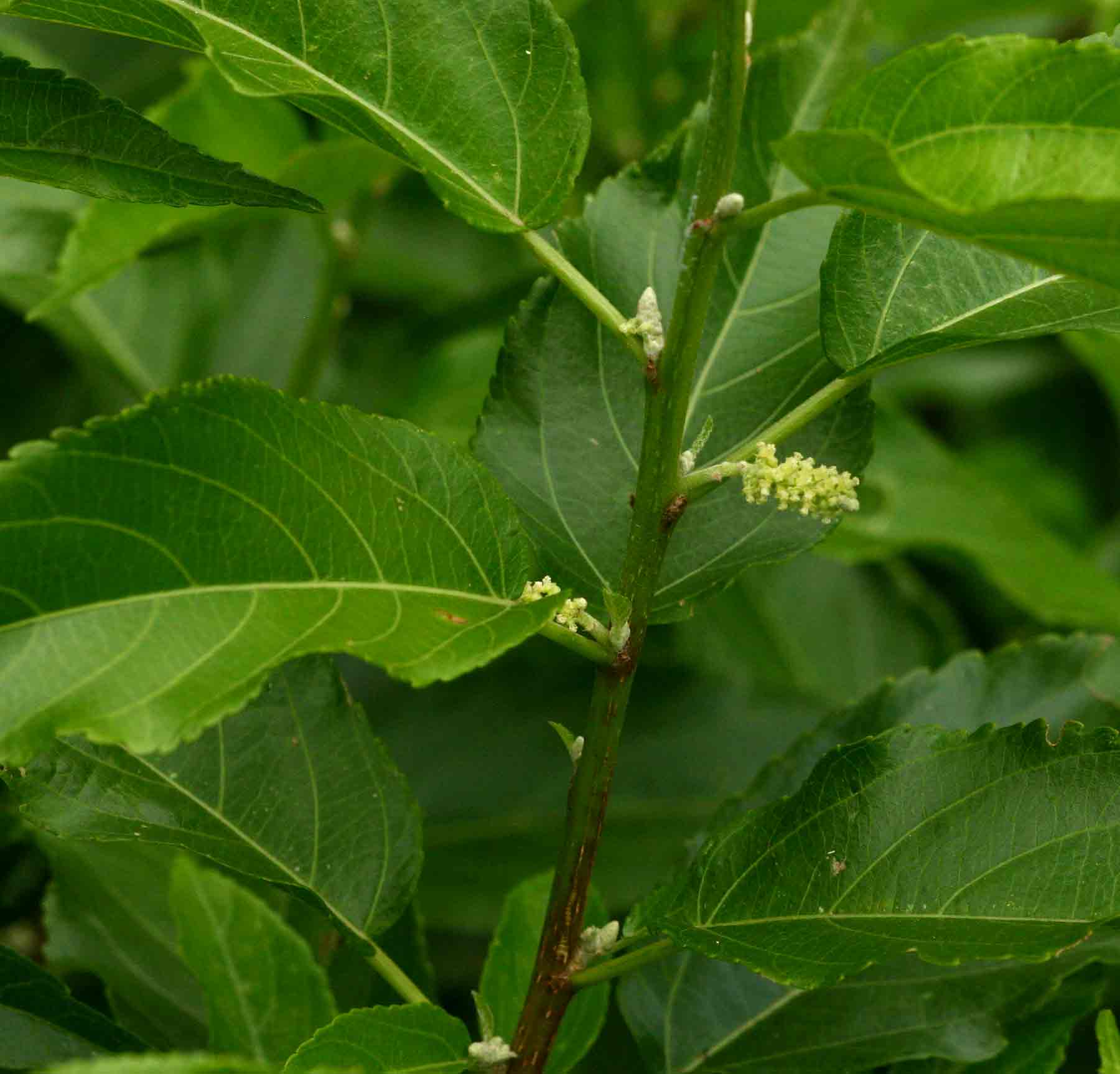 Acalypha pubiflora