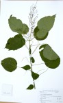 Acalypha racemosa