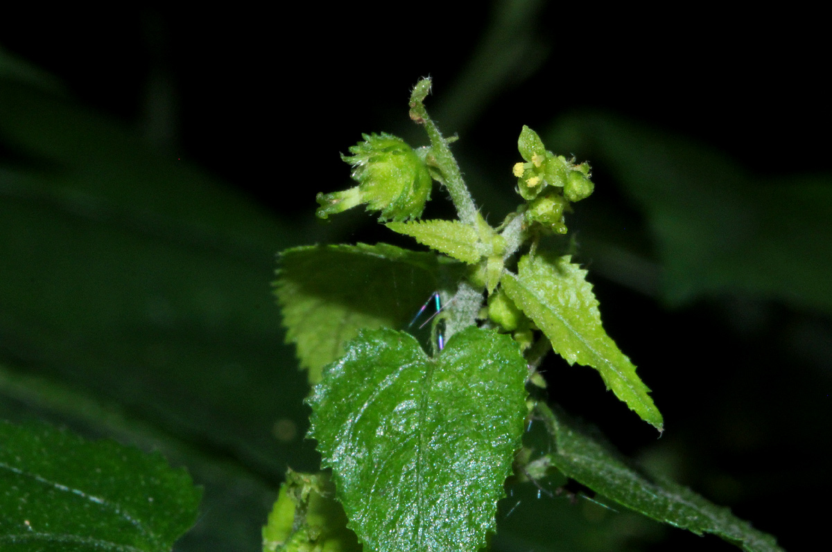 Tragiella natalensis