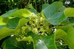 Jatropha curcas