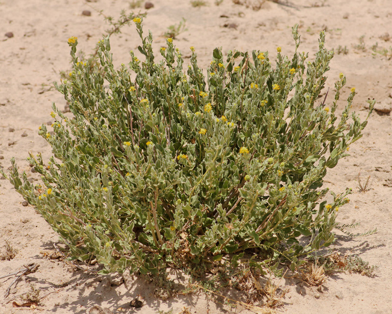 Cephalocroton mollis