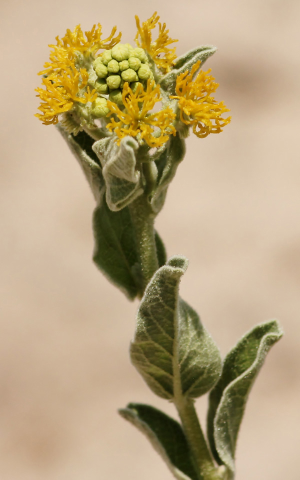 Cephalocroton mollis