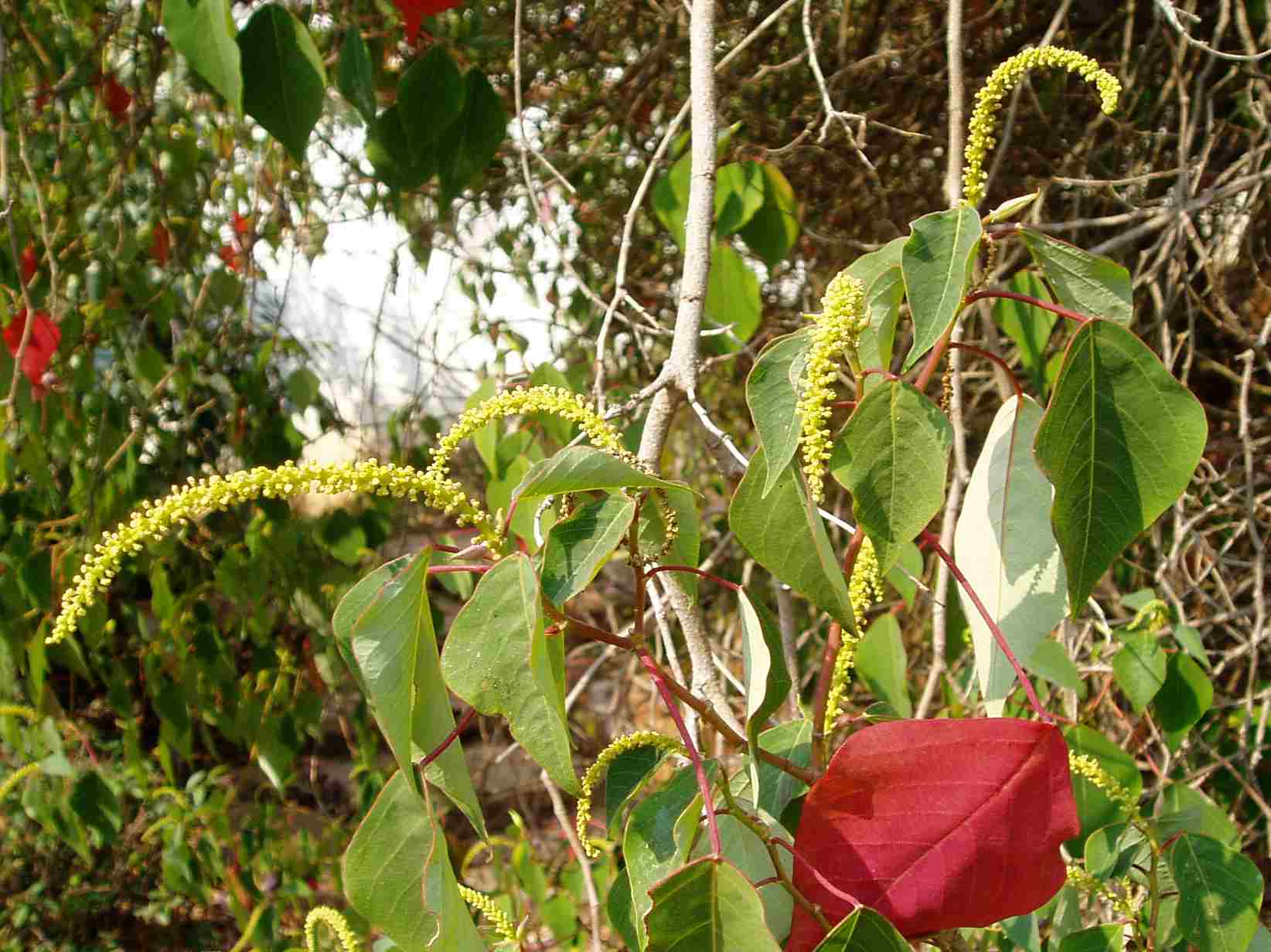 Homalanthus populifolius