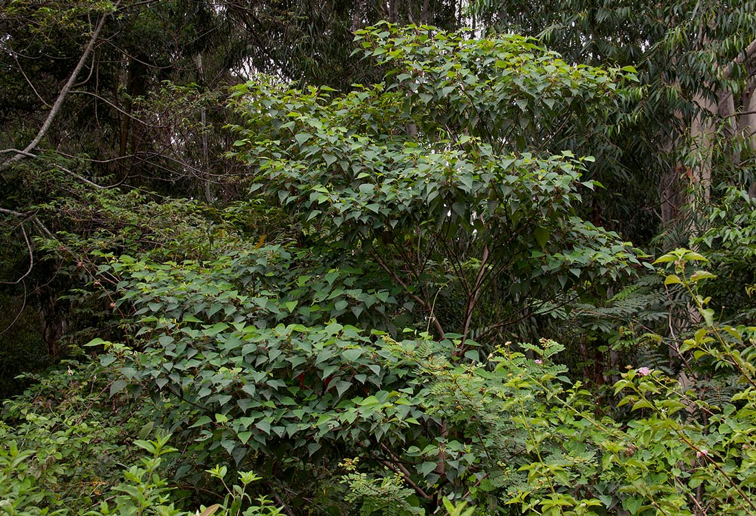 Homalanthus populifolius