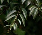 Shirakiopsis elliptica
