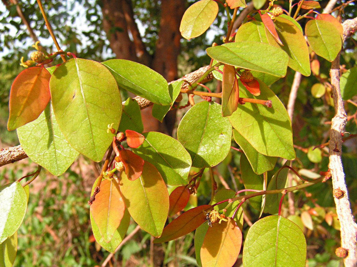 Maprounea africana Maprounea africana