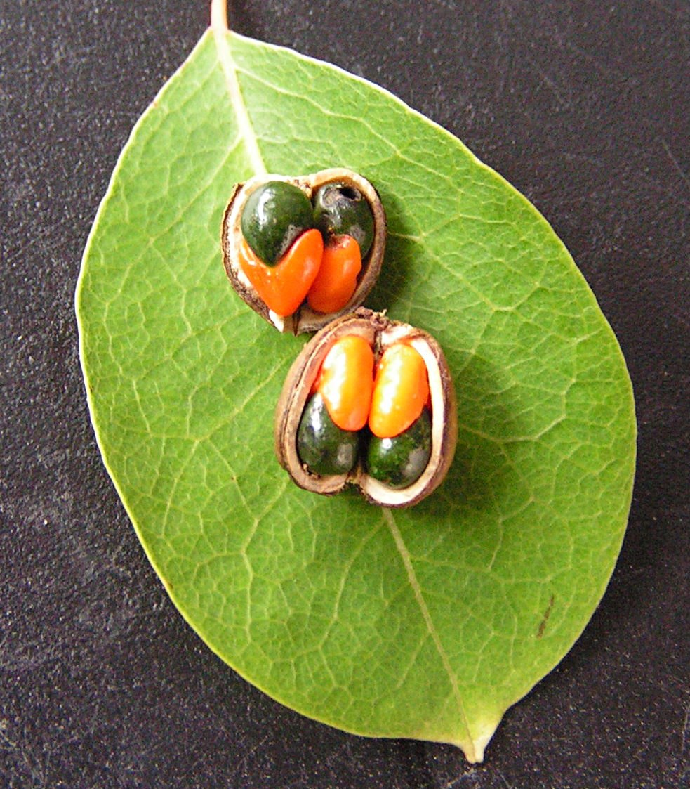 Maprounea africana Maprounea africana