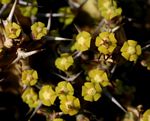 Euphorbia acervata