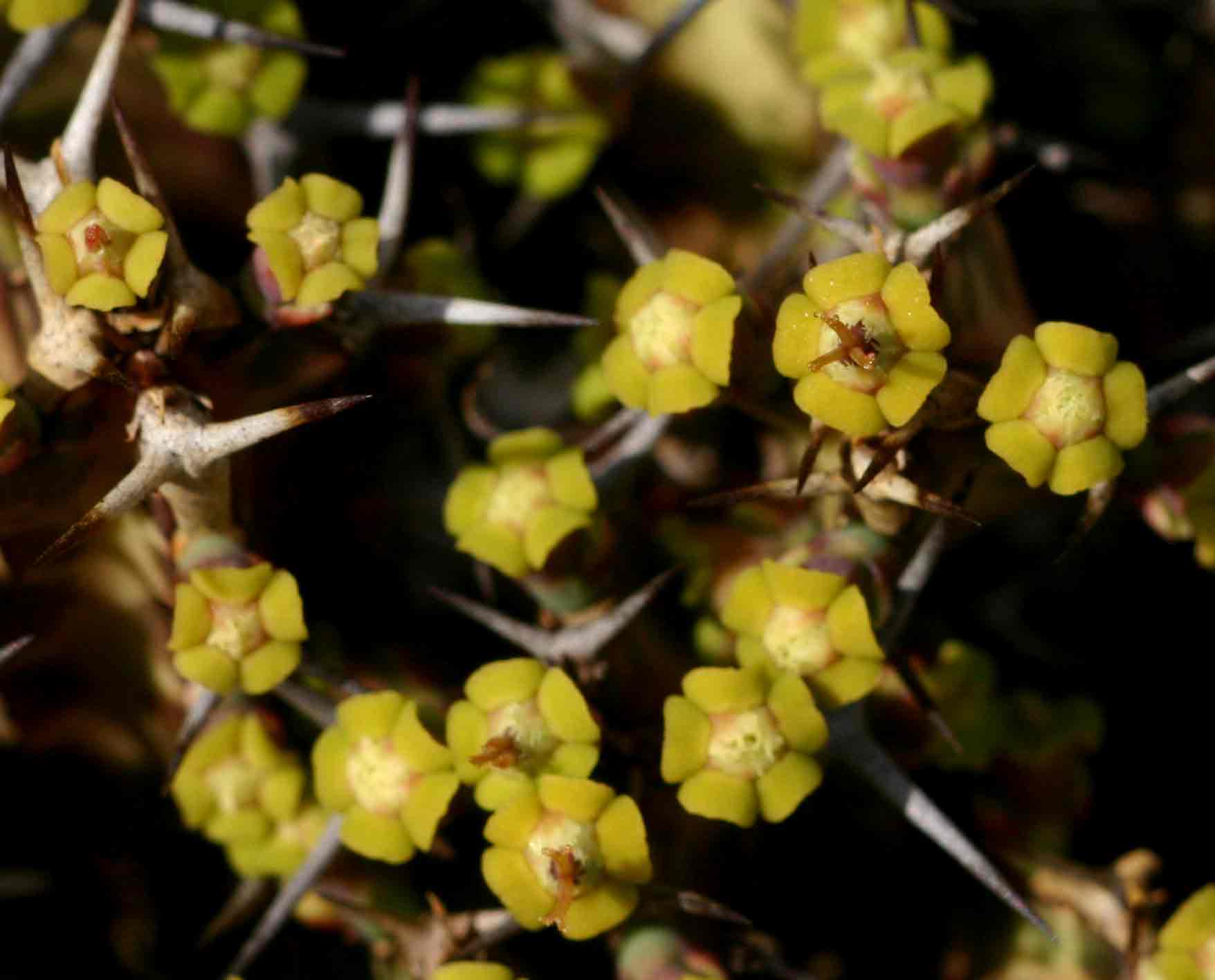 Euphorbia acervata