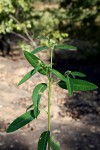 Euphorbia benthamii
