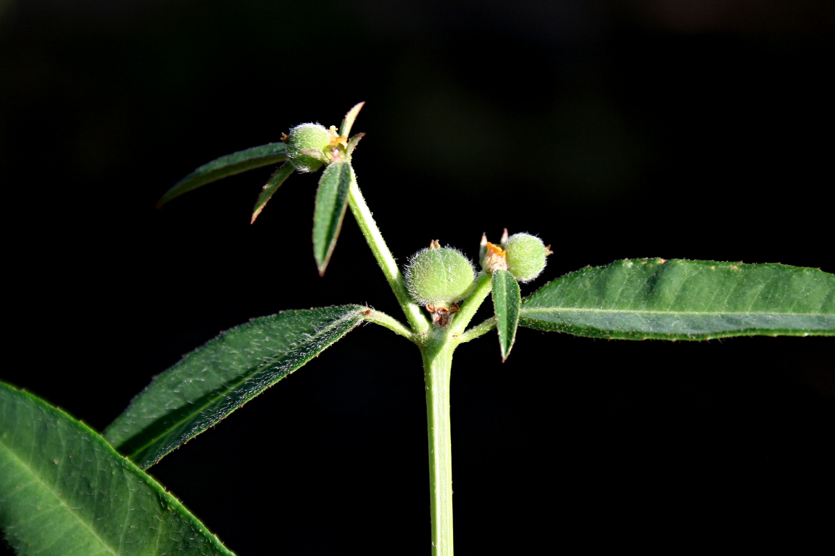 Euphorbia benthamii